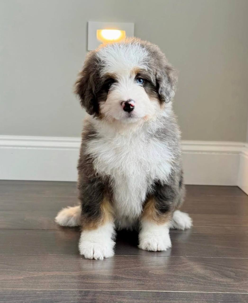 Noelle puppy photo
