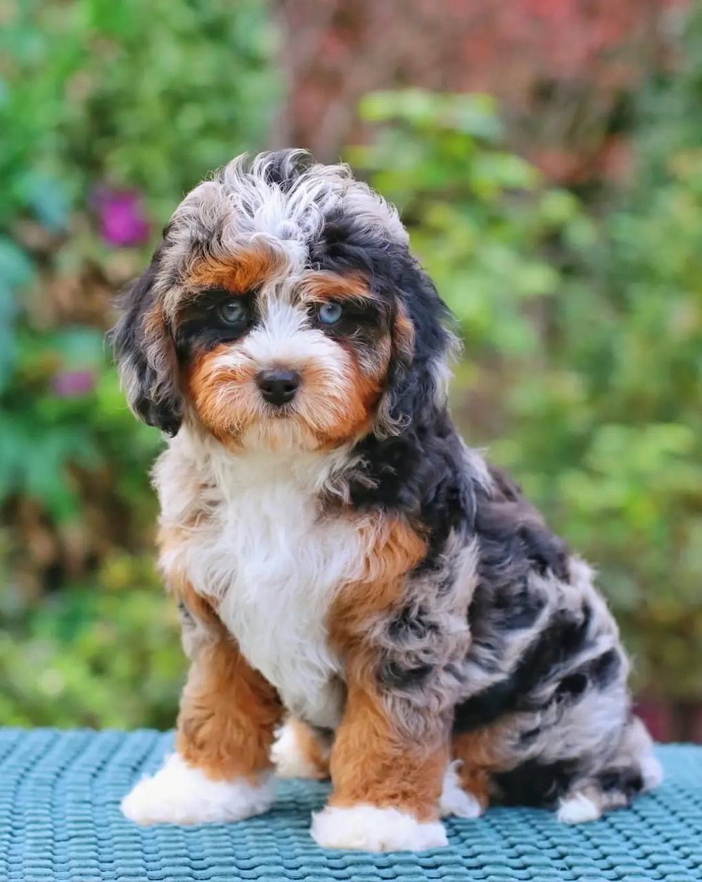 Luna puppy photo