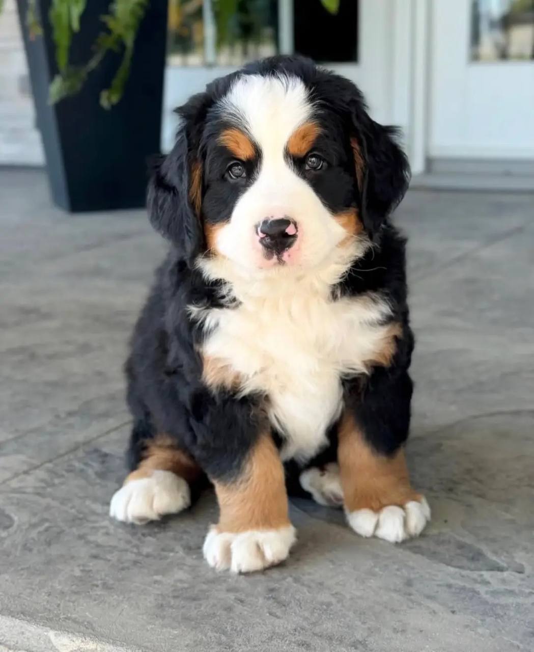 Zaylen puppy photo