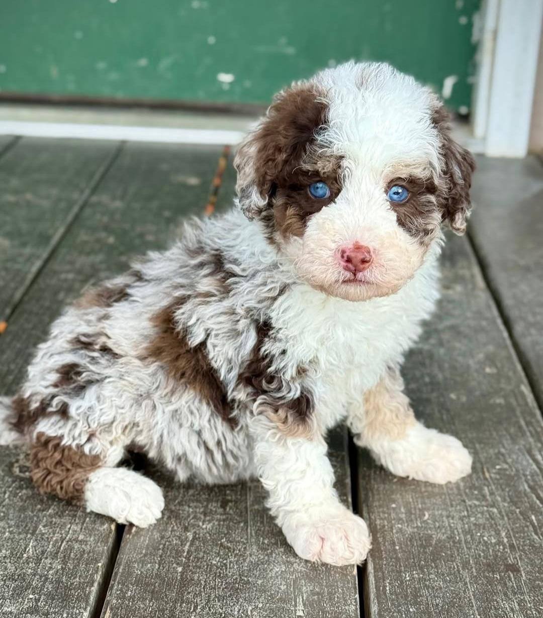 Kairo puppy photo