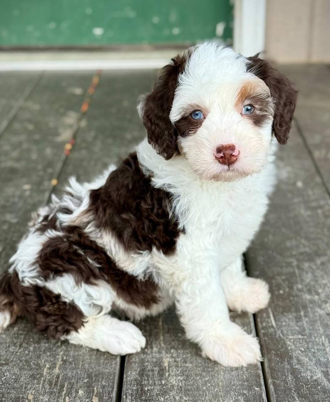 Zara puppy photo