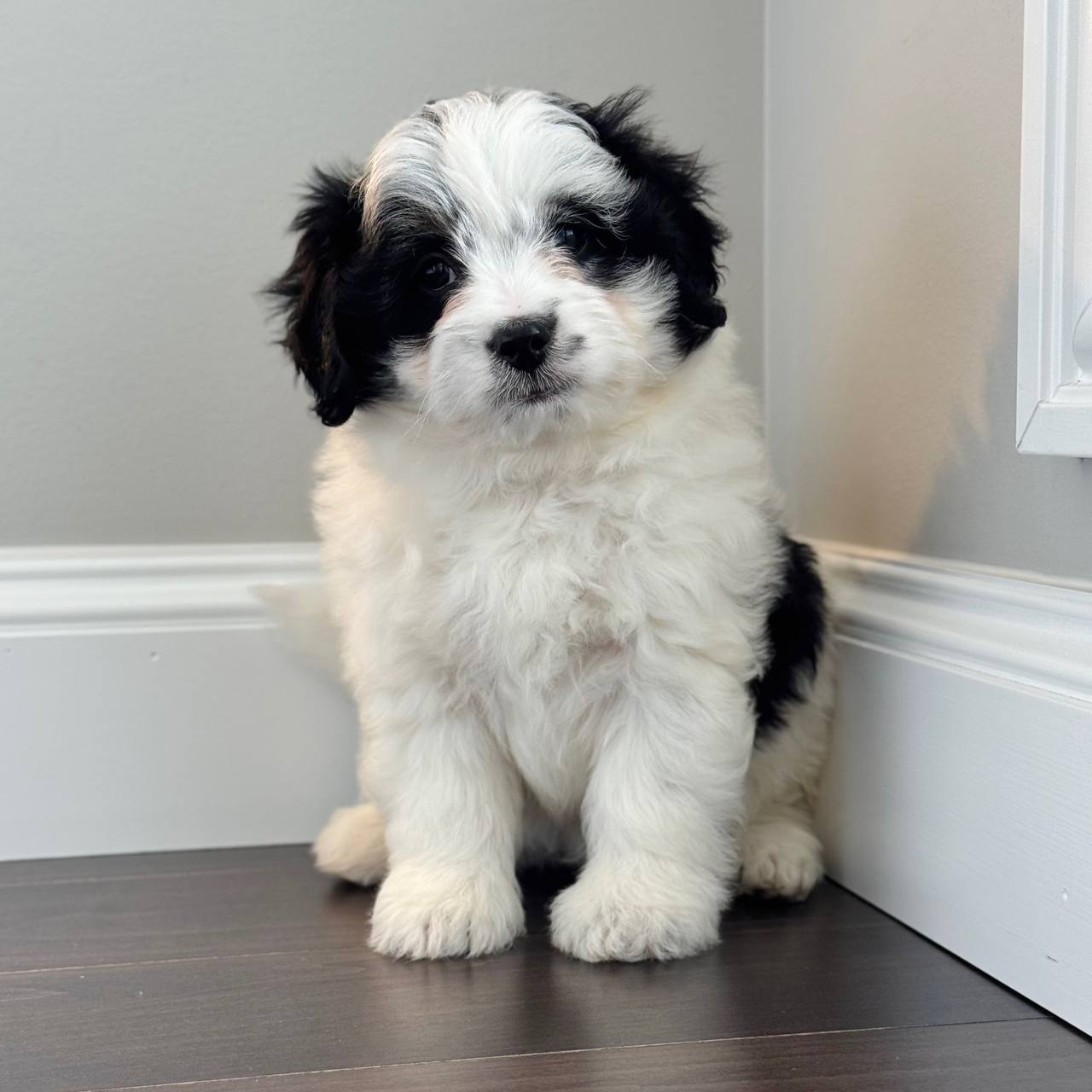 Cider puppy photo