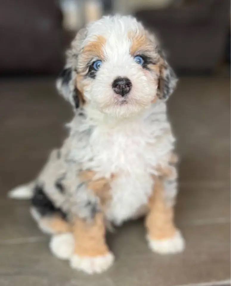 Froggy puppy photo